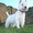 Белоснежные щенки Вест-хайленд-уайт-терьер (Вести) - <ro>Изображение</ro><ru>Изображение</ru> #2, <ru>Объявление</ru> #339489