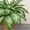 Постоянная продажа саженцев и взрослых комнатных растений от 15 грн - <ro>Изображение</ro><ru>Изображение</ru> #3, <ru>Объявление</ru> #386948