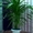 Постоянная продажа саженцев и взрослых комнатных растений от 15 грн - <ro>Изображение</ro><ru>Изображение</ru> #9, <ru>Объявление</ru> #386948