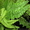 Продам комнатные растения-детки - <ro>Изображение</ro><ru>Изображение</ru> #1, <ru>Объявление</ru> #724548