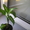 Продам комнатные растения-детки - <ro>Изображение</ro><ru>Изображение</ru> #3, <ru>Объявление</ru> #724548