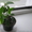 Продам комнатные растения-детки - <ro>Изображение</ro><ru>Изображение</ru> #4, <ru>Объявление</ru> #724548