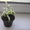 Продам комнатные растения-детки - <ro>Изображение</ro><ru>Изображение</ru> #5, <ru>Объявление</ru> #724548