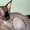 Вязка канадский сфинкс - <ro>Изображение</ro><ru>Изображение</ru> #1, <ru>Объявление</ru> #846699