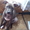 продается щенок американского стаффордширского терьера - <ro>Изображение</ro><ru>Изображение</ru> #4, <ru>Объявление</ru> #884047
