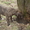 продается щенок американского стаффордширского терьера - <ro>Изображение</ro><ru>Изображение</ru> #2, <ru>Объявление</ru> #884047