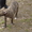 продается щенок американского стаффордширского терьера - <ro>Изображение</ro><ru>Изображение</ru> #1, <ru>Объявление</ru> #884047