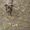 продается щенок американского стаффордширского терьера - <ro>Изображение</ro><ru>Изображение</ru> #5, <ru>Объявление</ru> #884047