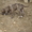 продается щенок американского стаффордширского терьера - <ro>Изображение</ro><ru>Изображение</ru> #3, <ru>Объявление</ru> #884047
