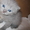 Продаются шотландские котята - <ro>Изображение</ro><ru>Изображение</ru> #2, <ru>Объявление</ru> #876109