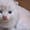 Продаются шотландские котята - <ro>Изображение</ro><ru>Изображение</ru> #4, <ru>Объявление</ru> #876109