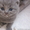 Продаются шотландские котята - <ro>Изображение</ro><ru>Изображение</ru> #1, <ru>Объявление</ru> #876109