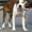Высокопородные щенки американского стаффордширского терьера  - <ro>Изображение</ro><ru>Изображение</ru> #2, <ru>Объявление</ru> #816537