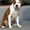 Высокопородные щенки американского стаффордширского терьера  - <ro>Изображение</ro><ru>Изображение</ru> #3, <ru>Объявление</ru> #816537