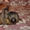 Щенки грифона – веселые домовята - <ro>Изображение</ro><ru>Изображение</ru> #4, <ru>Объявление</ru> #444088
