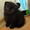 Продаются  вислоухие котята - <ro>Изображение</ro><ru>Изображение</ru> #2, <ru>Объявление</ru> #1279659