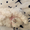 Белоснежные  щенки Бишон фризе - <ro>Изображение</ro><ru>Изображение</ru> #2, <ru>Объявление</ru> #1547245