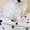 Белоснежные  щенки Бишон фризе - <ro>Изображение</ro><ru>Изображение</ru> #3, <ru>Объявление</ru> #1547245