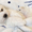 Белоснежные  щенки Бишон фризе #1547245