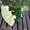 Доставка квітів - <ro>Изображение</ro><ru>Изображение</ru> #5, <ru>Объявление</ru> #1727801