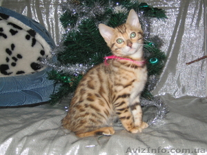 Бенальские котята (лучший подарок к Новому году) - <ro>Изображение</ro><ru>Изображение</ru> #1, <ru>Объявление</ru> #129277