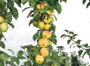 Саженцы колоновидных плодовых деревьев - <ro>Изображение</ro><ru>Изображение</ru> #1, <ru>Объявление</ru> #162867