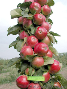 Саженцы колоновидных плодовых деревьев - <ro>Изображение</ro><ru>Изображение</ru> #2, <ru>Объявление</ru> #162867