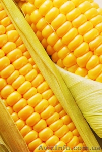 Продам оптом посевной материал кукурузы - <ro>Изображение</ro><ru>Изображение</ru> #1, <ru>Объявление</ru> #214932