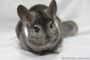 Продам шиншилу СІРИЙ СТАНДАРТ Луцк 