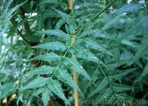 Ниим, Azadirachta indica,  мелия персидская