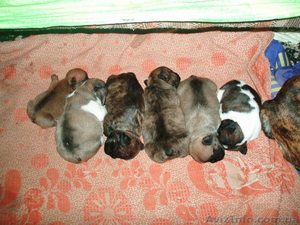 Очень породные щенки породы французский бульдог