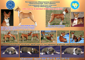 щенки породы басенджи