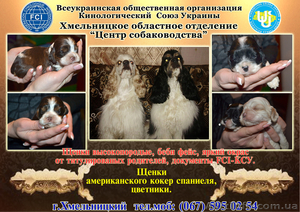 щенки американский кокер спаниель