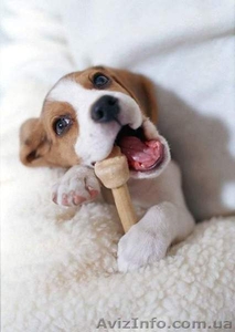 Предлагается очаровательные щенки бигль