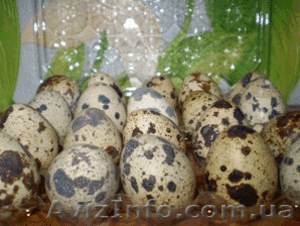 Инкубационные яйца японских перепелов - <ro>Изображение</ro><ru>Изображение</ru> #1, <ru>Объявление</ru> #613224