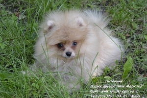 Щенки померанского шпица!