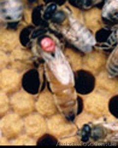 Продам пчеломаток итальянской породы - <ro>Изображение</ro><ru>Изображение</ru> #2, <ru>Объявление</ru> #825060