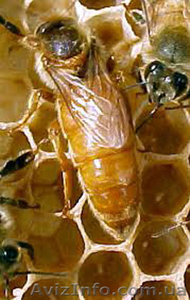 Продам пчеломаток итальянской породы - <ro>Изображение</ro><ru>Изображение</ru> #1, <ru>Объявление</ru> #825060