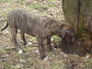 продается щенок американского стаффордширского терьера - <ro>Изображение</ro><ru>Изображение</ru> #2, <ru>Объявление</ru> #884047