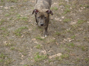 продается щенок американского стаффордширского терьера - <ro>Изображение</ro><ru>Изображение</ru> #5, <ru>Объявление</ru> #884047
