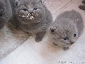 Продаются шотландские котята - <ro>Изображение</ro><ru>Изображение</ru> #5, <ru>Объявление</ru> #876109