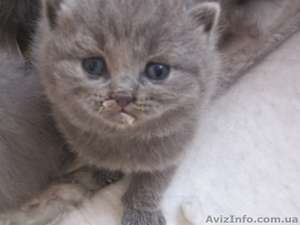 Продаются шотландские котята - <ro>Изображение</ro><ru>Изображение</ru> #1, <ru>Объявление</ru> #876109