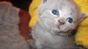 Продаются шотландские котята - <ro>Изображение</ro><ru>Изображение</ru> #6, <ru>Объявление</ru> #876109