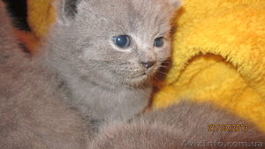 Продаются шотландские котята - <ro>Изображение</ro><ru>Изображение</ru> #3, <ru>Объявление</ru> #876109