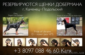 Продам щенков самого лучшего в мире добермана! - <ro>Изображение</ro><ru>Изображение</ru> #1, <ru>Объявление</ru> #885499