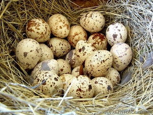 Продам перепелиные яйца Хмельницкий - <ro>Изображение</ro><ru>Изображение</ru> #1, <ru>Объявление</ru> #934904