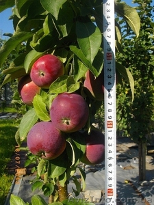 Саженцы колоновидных плодовых деревьев - <ro>Изображение</ro><ru>Изображение</ru> #9, <ru>Объявление</ru> #162867