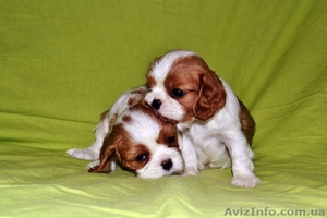 Породные щенки Кавале Чарльз спаниель