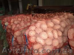 Продам картофель оптом продовольственный - <ro>Изображение</ro><ru>Изображение</ru> #1, <ru>Объявление</ru> #1027623