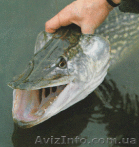 рыба сушонная и жывая - <ro>Изображение</ro><ru>Изображение</ru> #7, <ru>Объявление</ru> #1079332